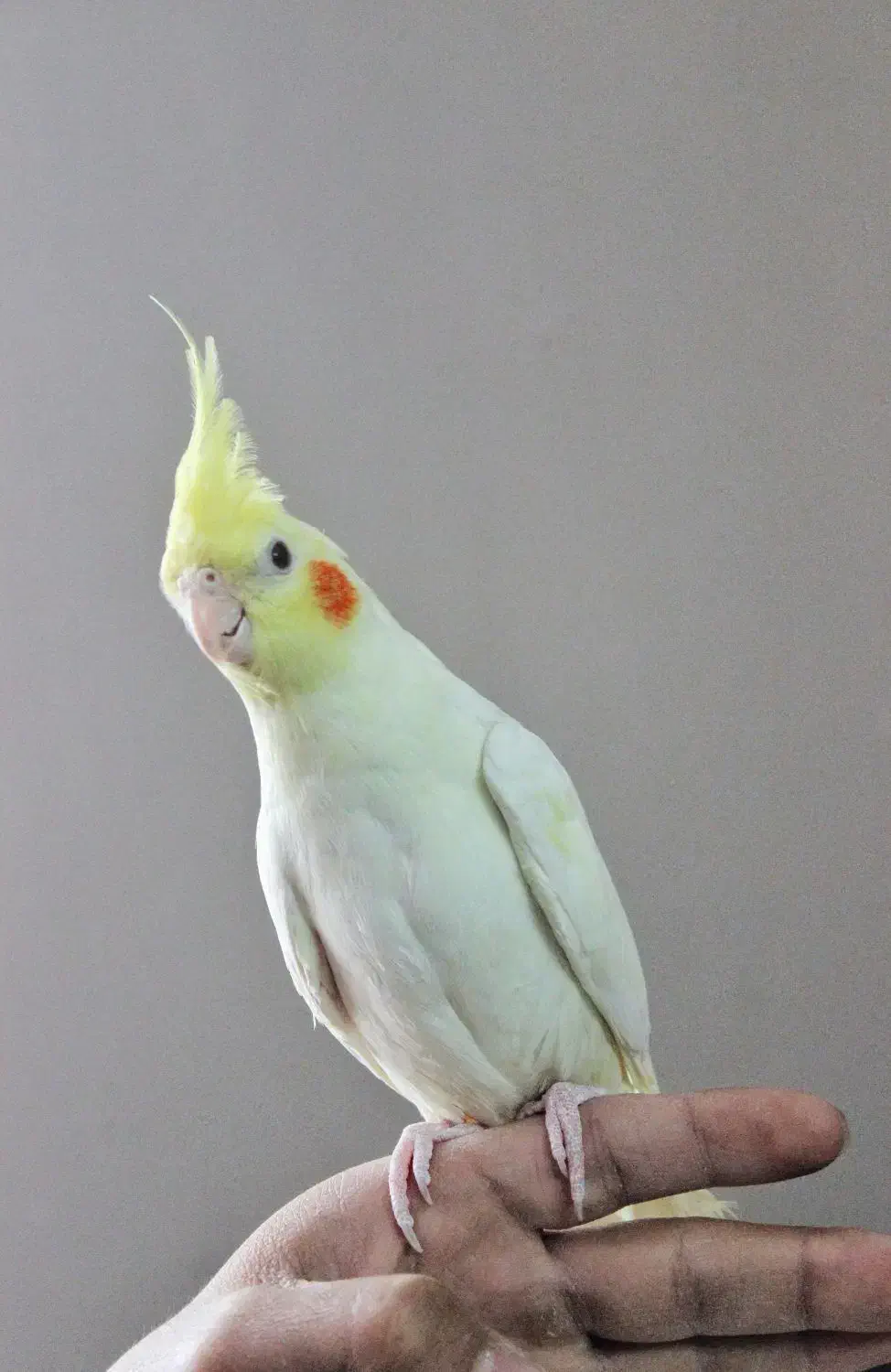 فروش عروس هلندی|پرنده|بومهن, |دیوار