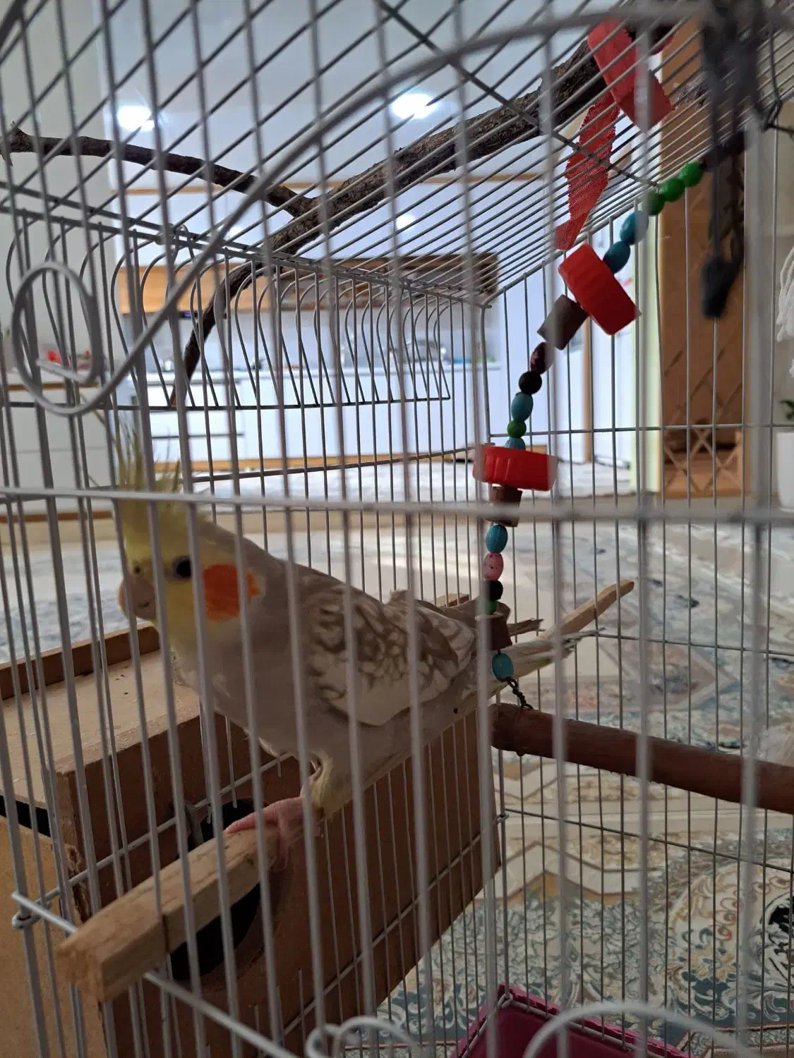 یک جفت عروس هلندی|پرنده|شاهین دژ, |دیوار