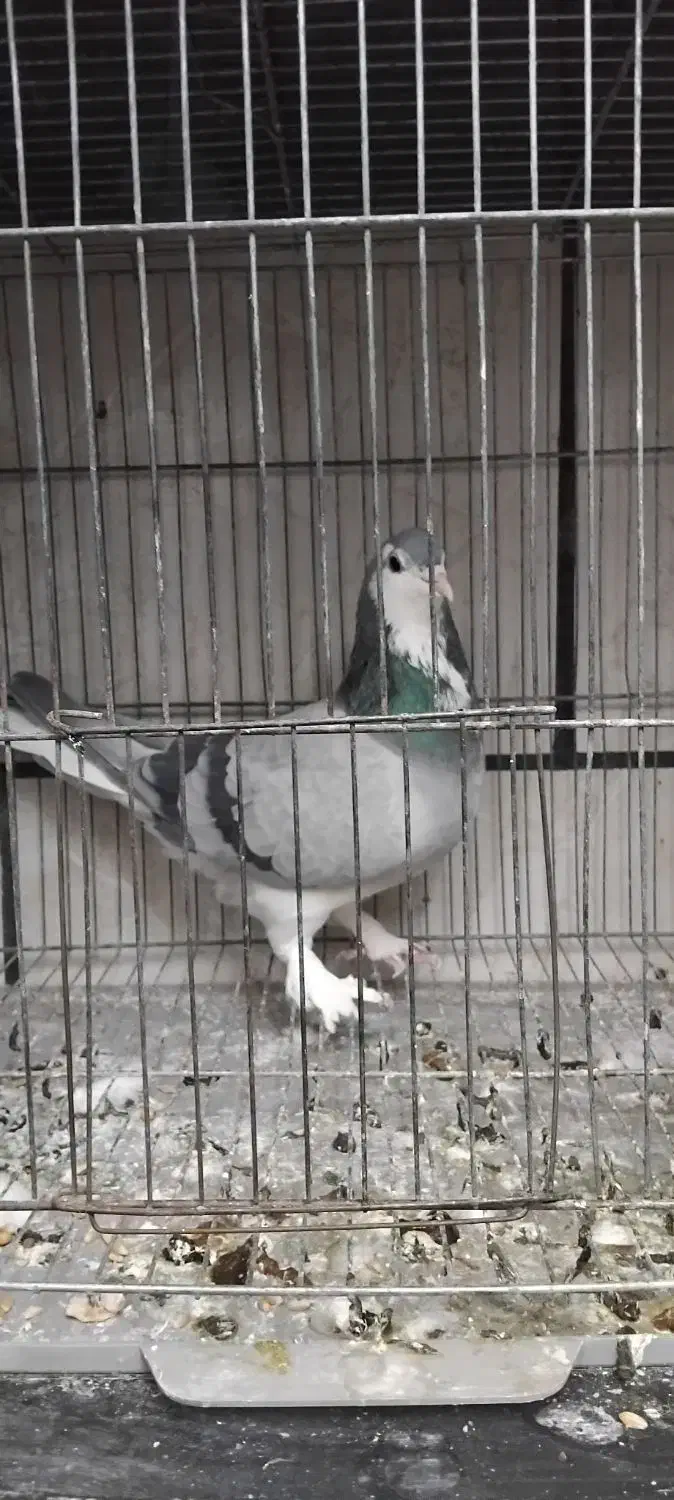 سهره دو رگه ۲ ساله کتون خور و خرقه۰۰۰|پرنده|اصفهان, شاهد|دیوار