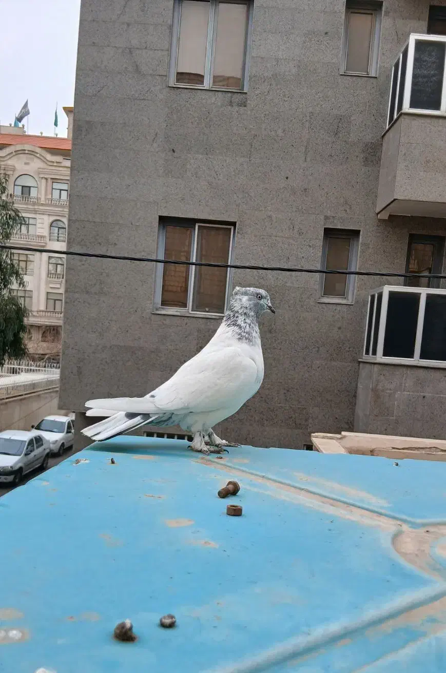 کفتر کلدار ماده مهر|پرنده|قم, باجک یک|دیوار