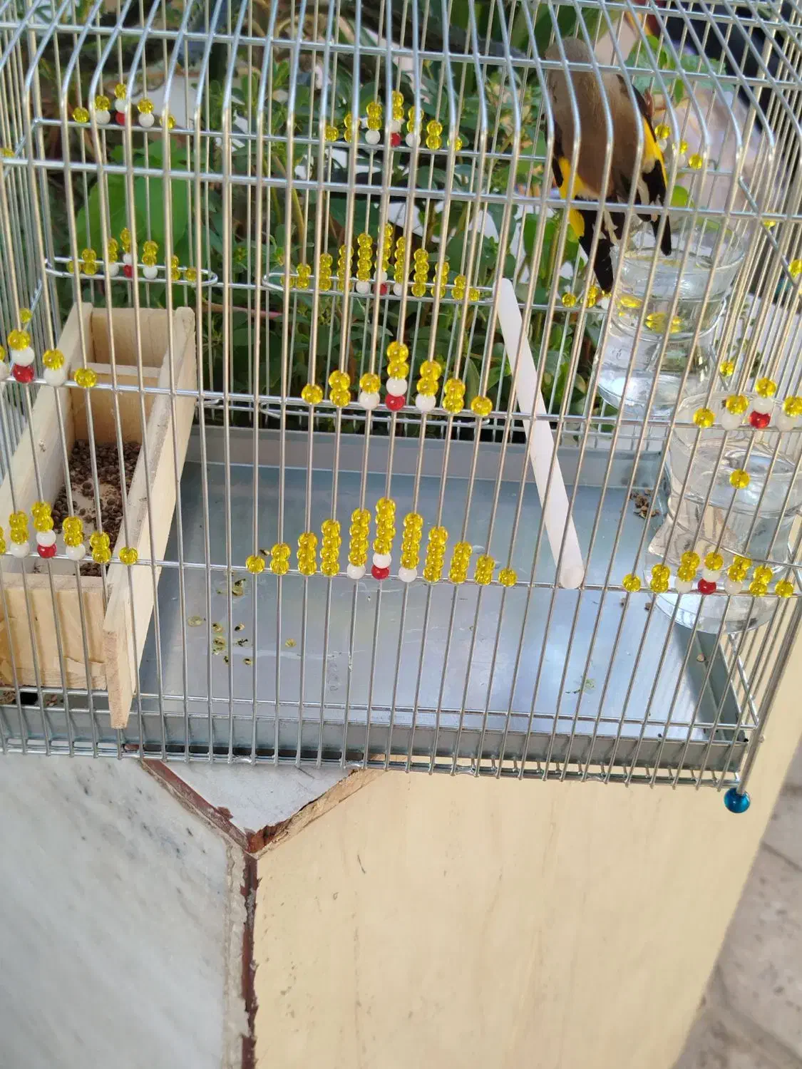 سهره|پرنده|فسا, |دیوار