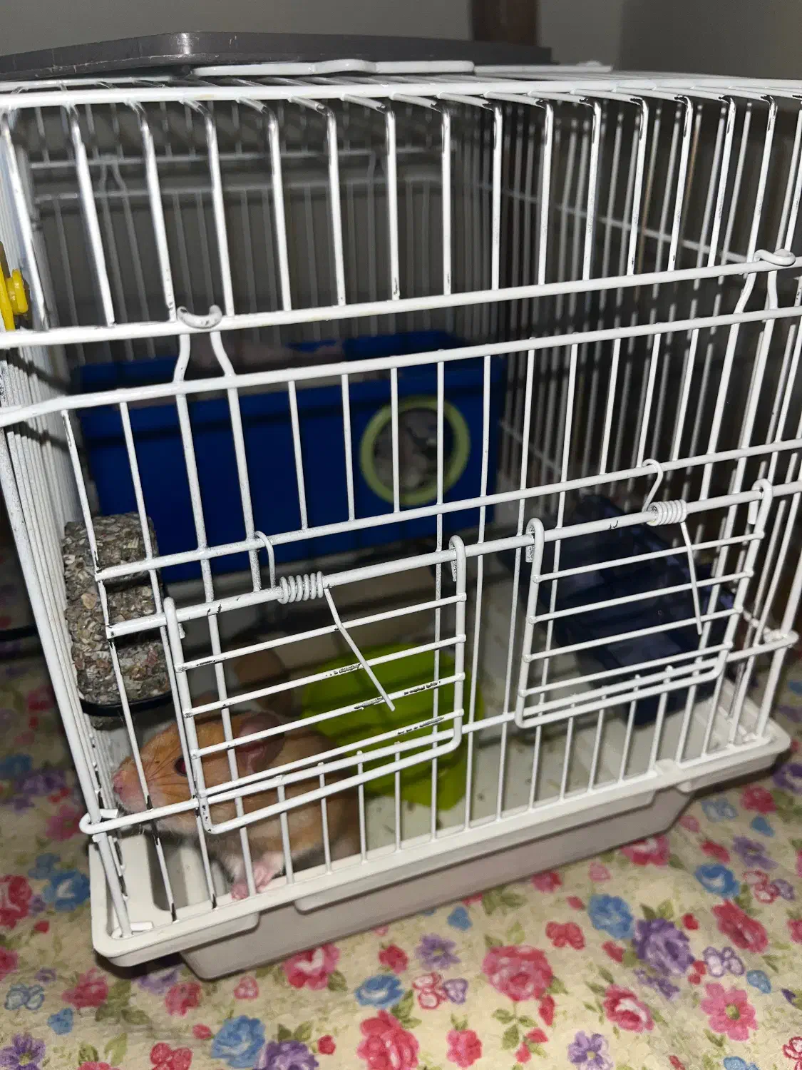 همستر|موش و خرگوش|تهران, شهرک ولیعصر جنوبی|دیوار