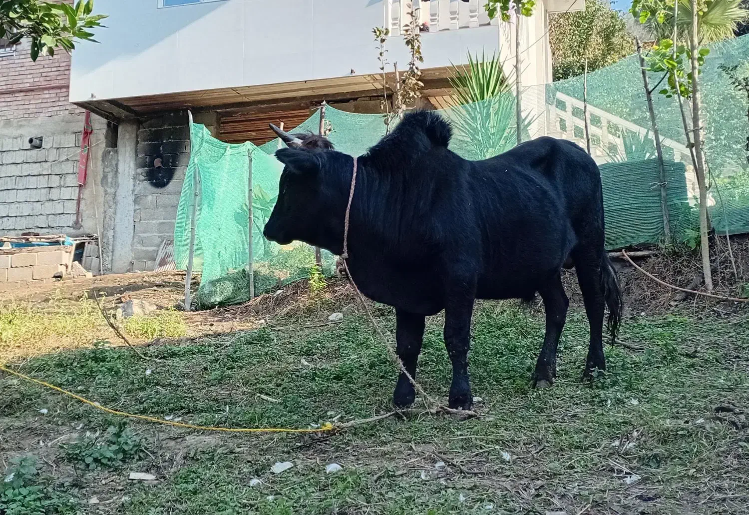 گاو و کل محلی دست پا بلند|حیوانات مزرعه|رحیمآباد, |دیوار