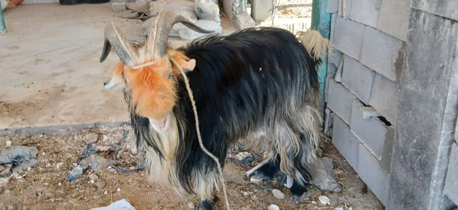 1راس بهده تخمی بر دوم|حیوانات مزرعه|اندیکا, |دیوار