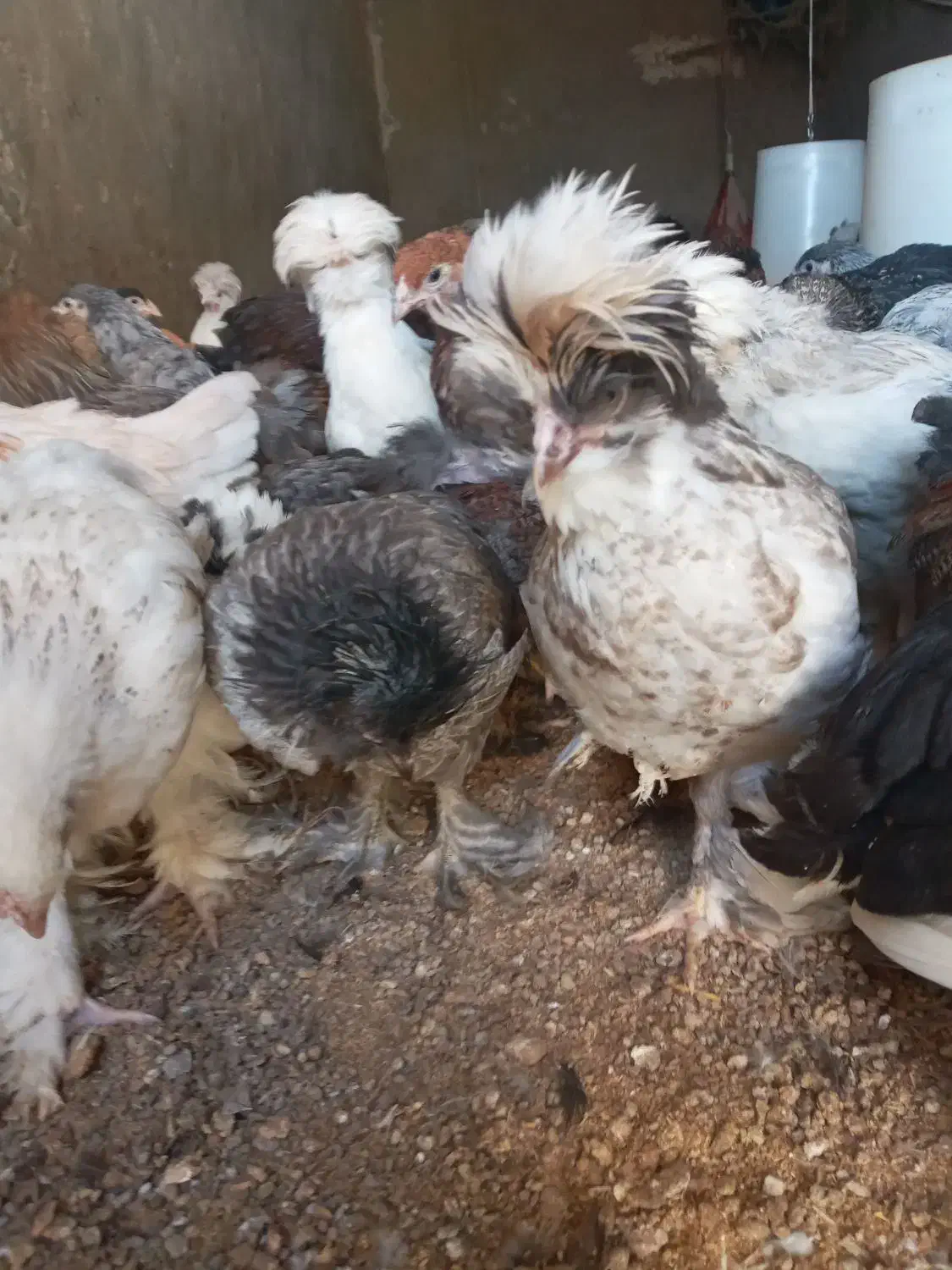 سلطان لهستان|حیوانات مزرعه|مشگین شهر, |دیوار