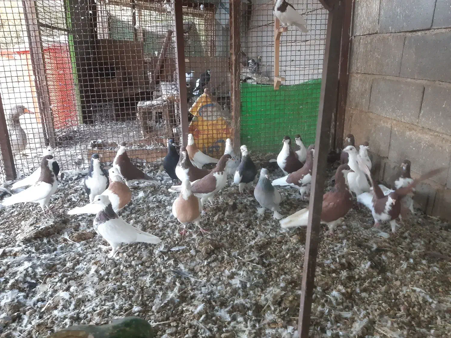 کبوتر خوشرنگ .در گویم .گو دگویم آفتاب ۲|پرنده|شیراز, شهرک قمشه|دیوار