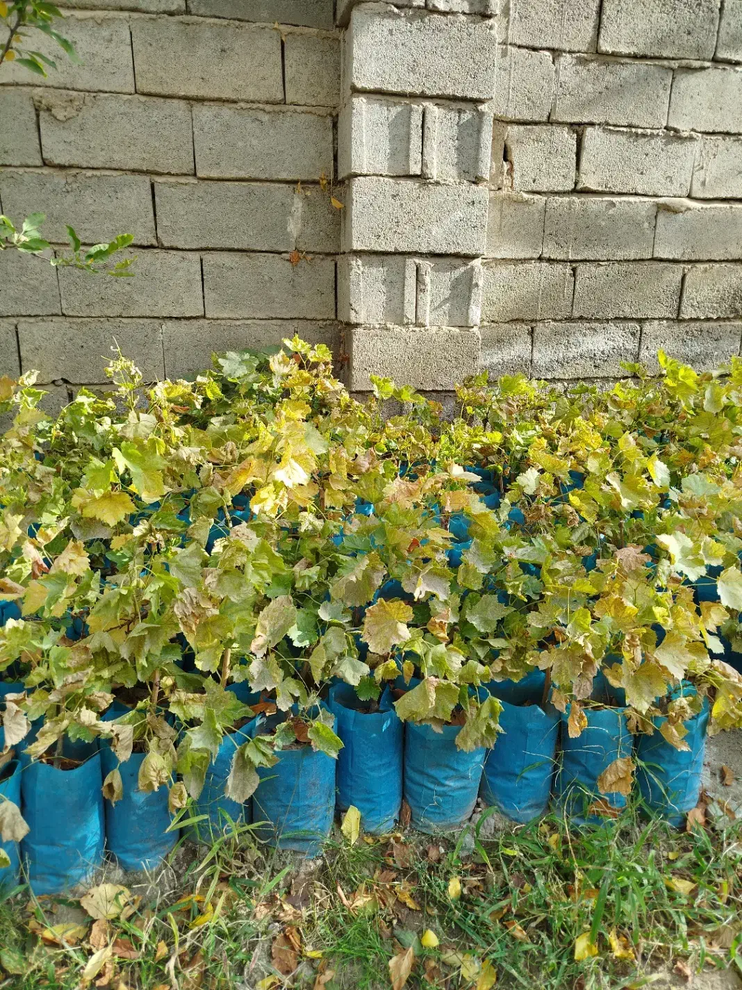 درختچه های انگور|گل و گیاه طبیعی|مشگین شهر, |دیوار