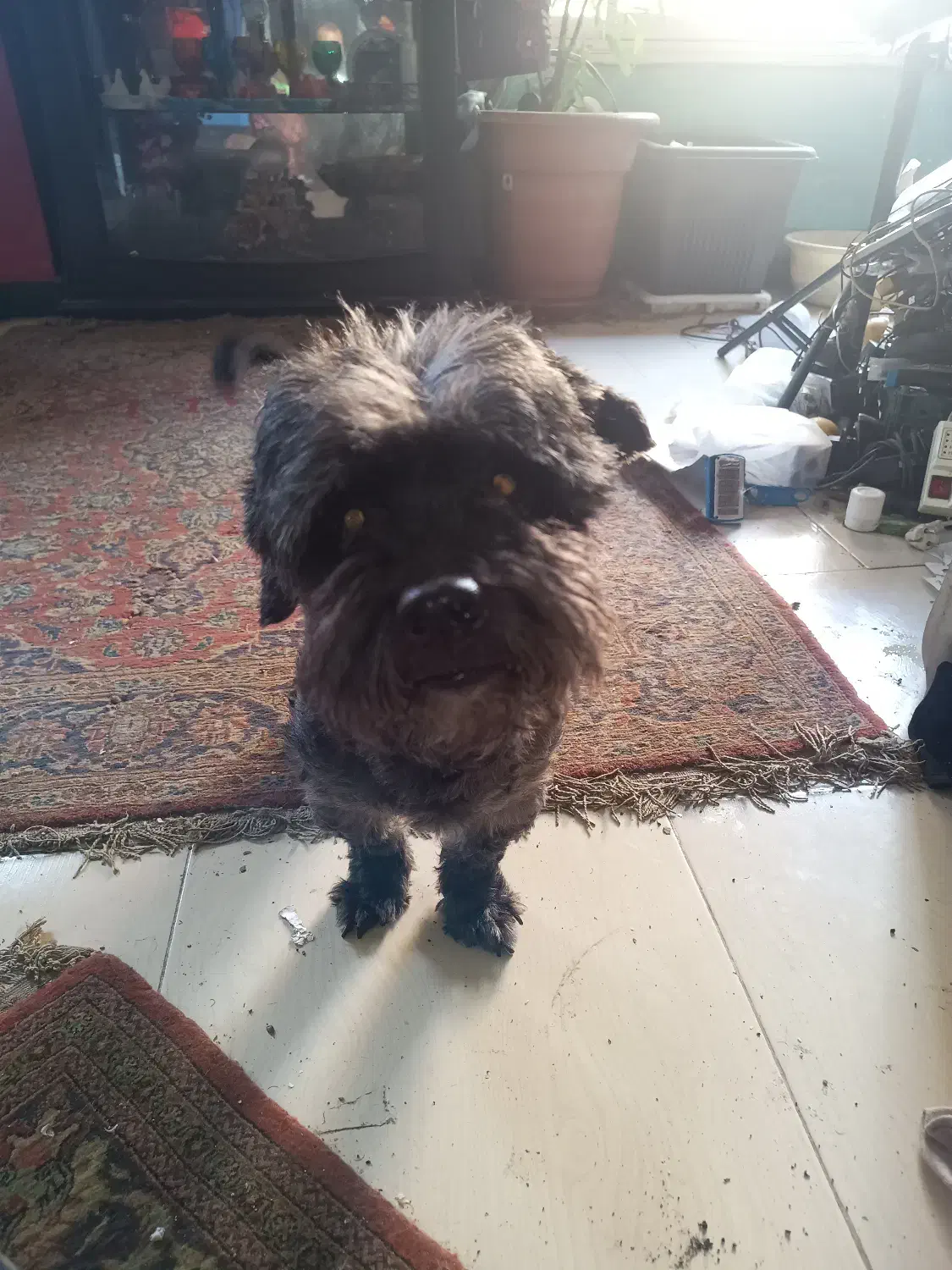 سگ نر آماده جفتگیری|سگ|تنکابن, |دیوار