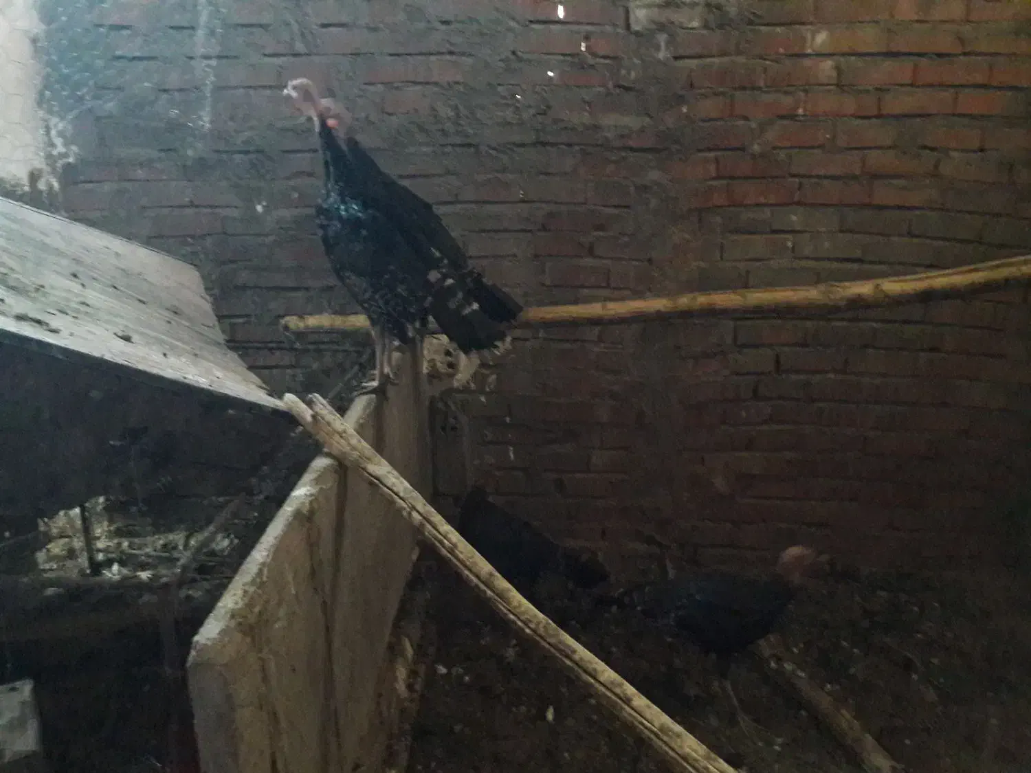 فروش بوقلمون برنز تخم گذار|حیوانات مزرعه|زرند, |دیوار