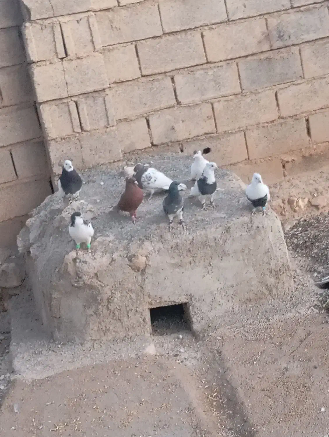 کبوتر رنگی|پرنده|ششده و قره بلاغ, |دیوار