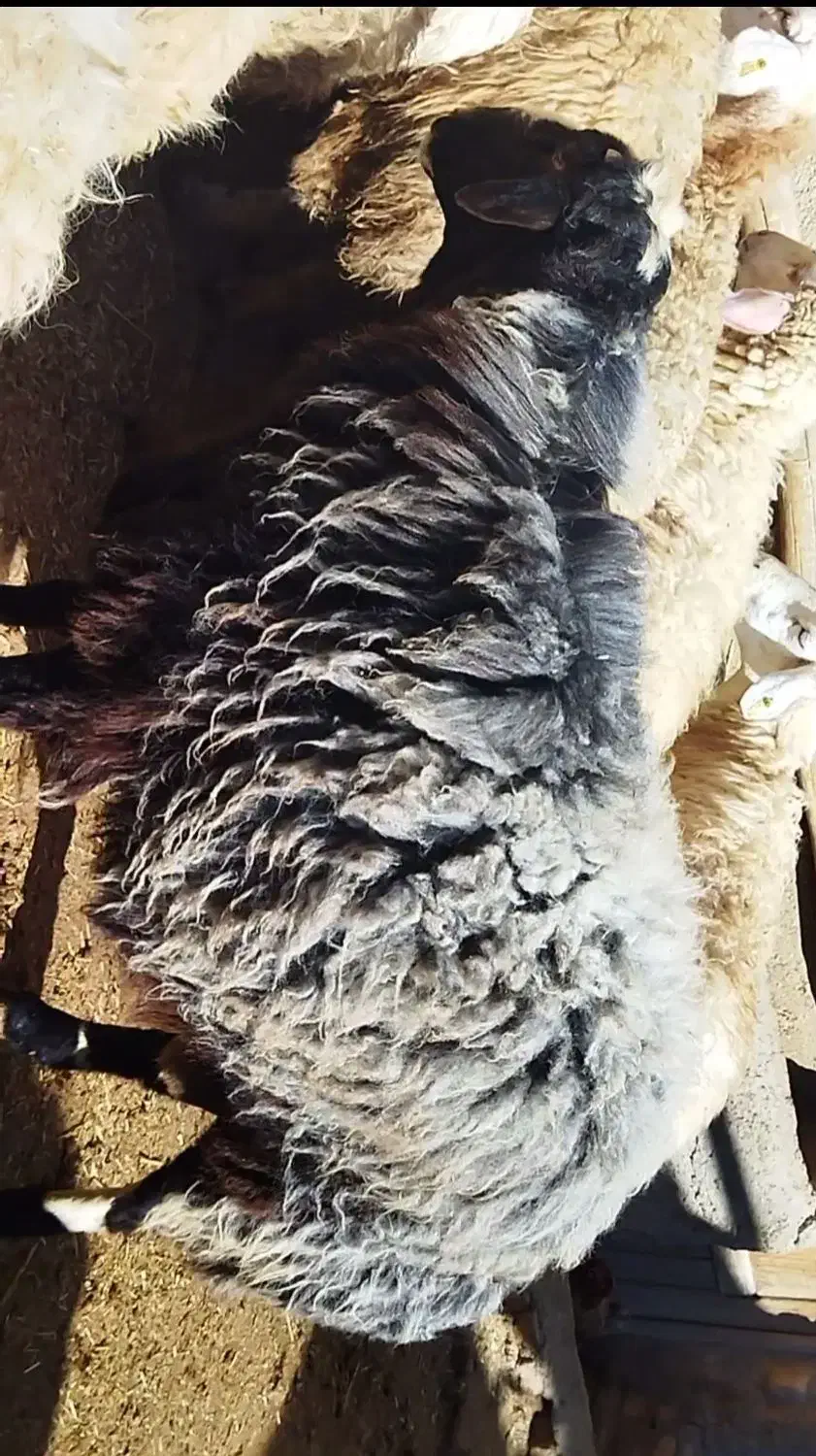 قوچ هترو|حیوانات مزرعه|اسفراین, |دیوار