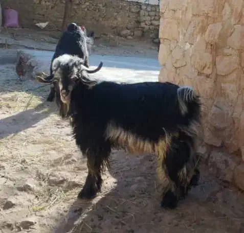 بز نر یکساله|حیوانات مزرعه|کارزان, |دیوار