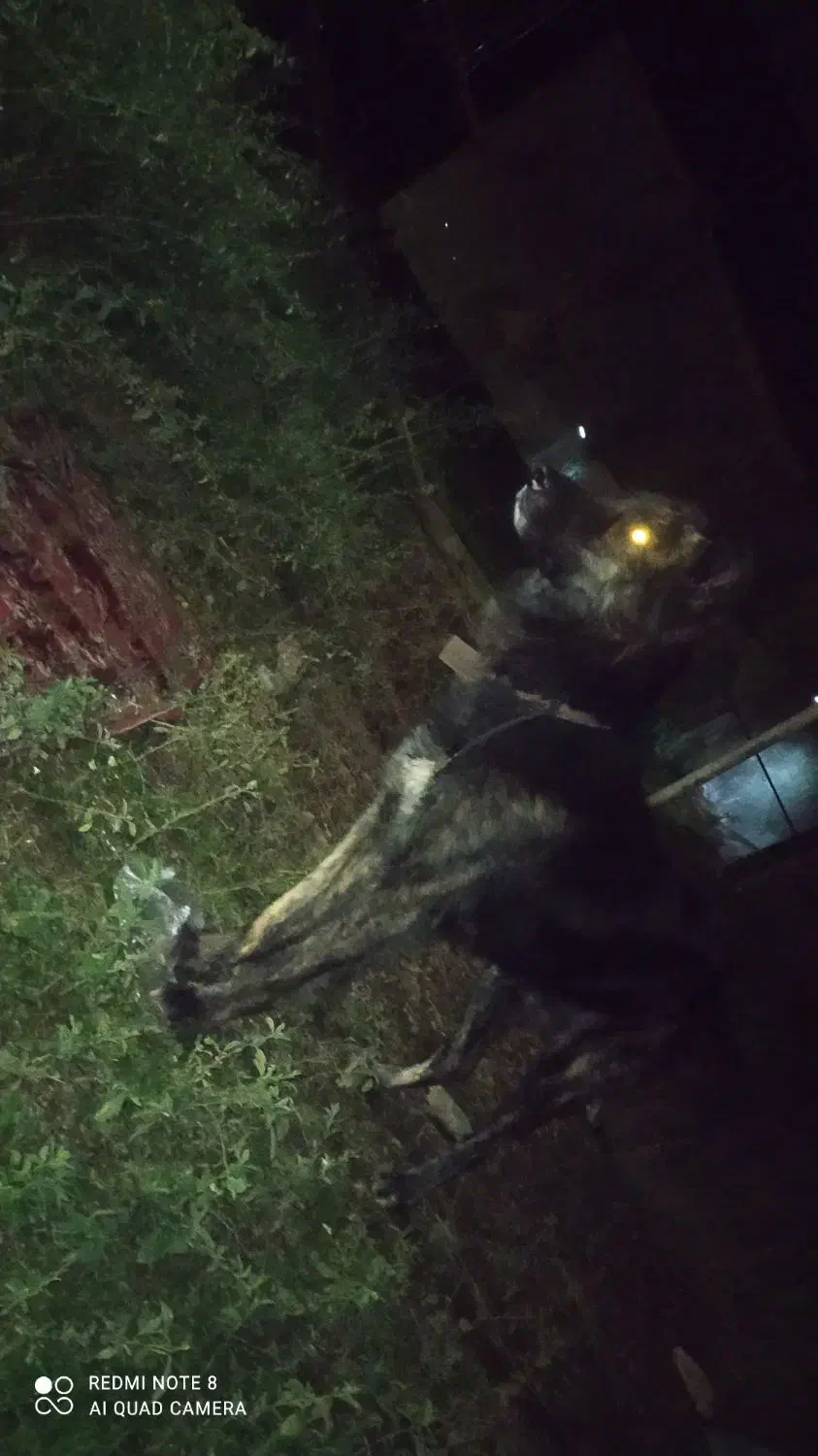 سلام سگ گم شده|حیوانات|کلارآباد, |دیوار