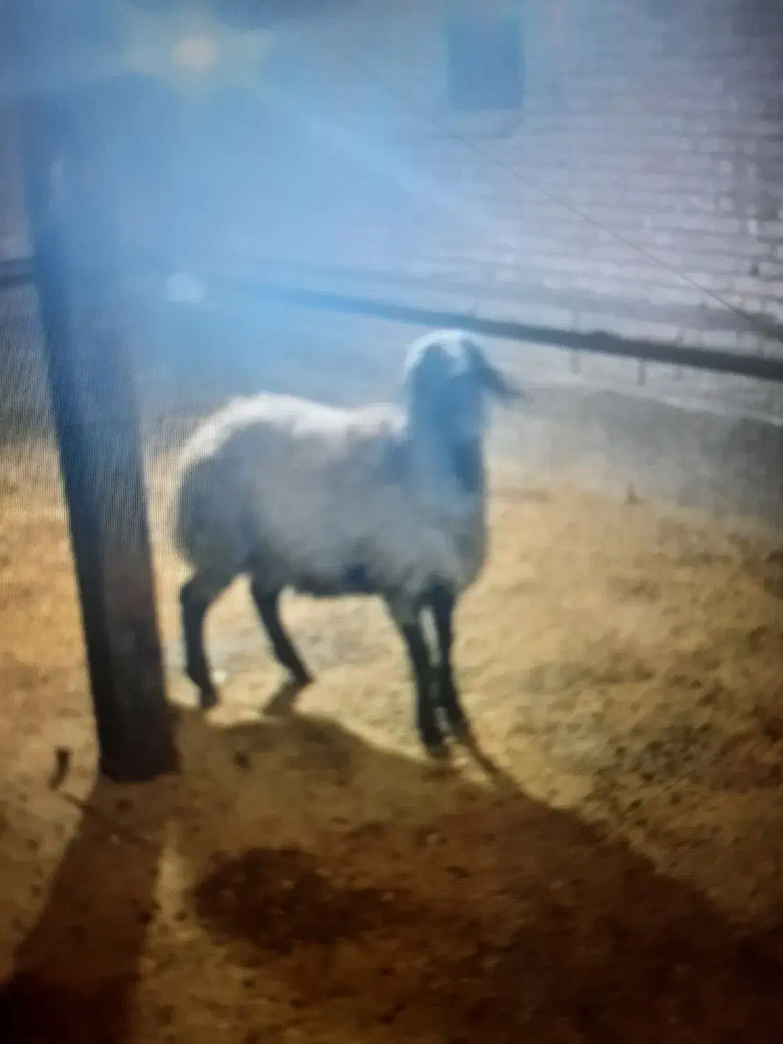 کاور نر داشتی|حیوانات مزرعه|بانه, |دیوار