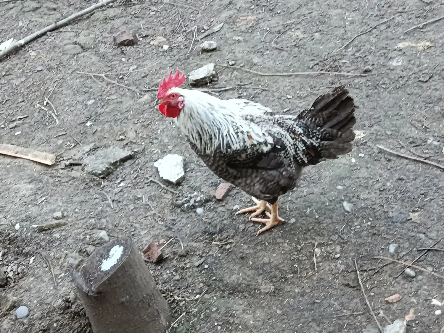 فروش خروس زیبا|حیوانات مزرعه|امامزاده عبدالله, |دیوار