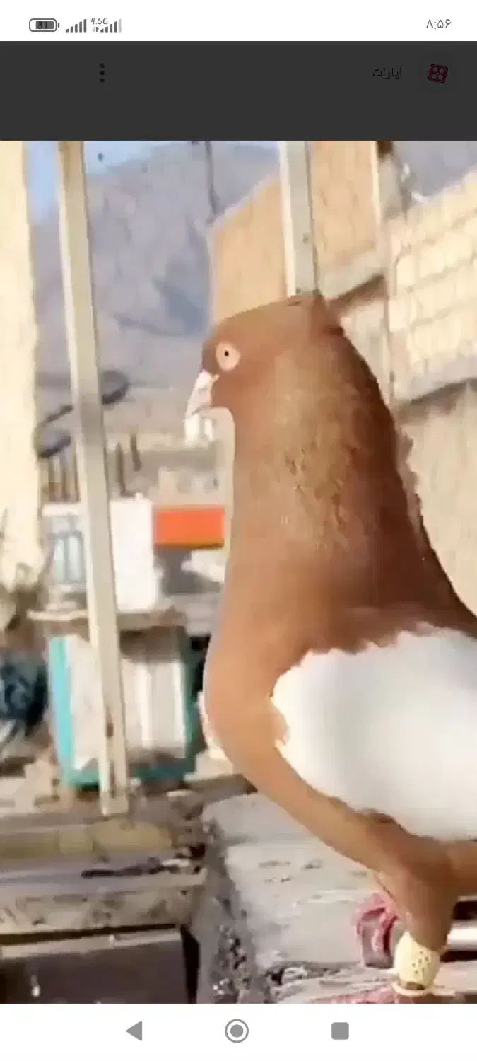 فروش مرغ دیلگونی، کبوتر، بوقلمون|حیوانات مزرعه|بهبهان, |دیوار