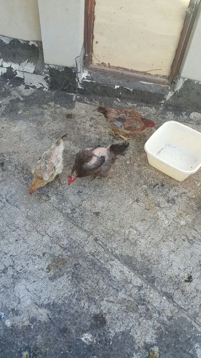 مرغ محلی تخمگذار|حیوانات مزرعه|قزوین, |دیوار