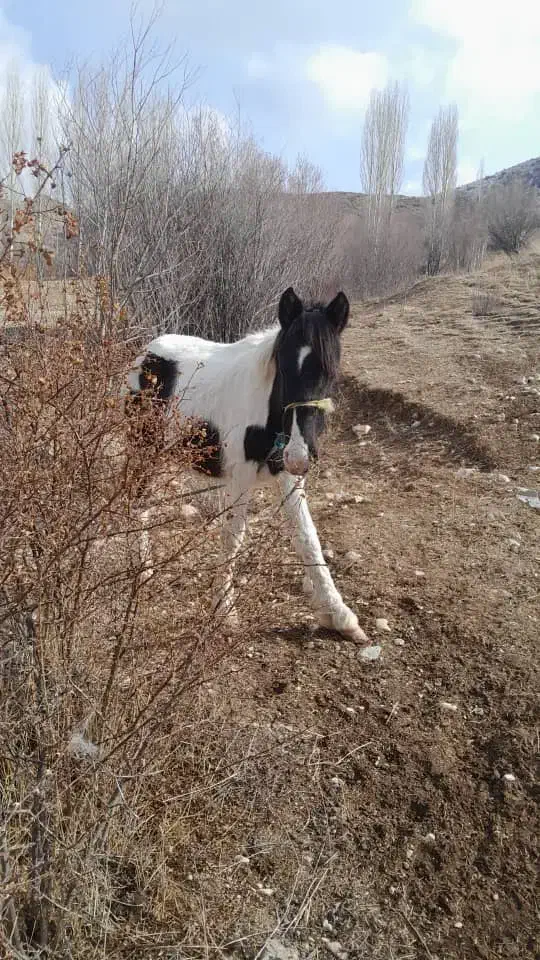 اسب|اسب و تجهیزات اسب‌سواری|تهران, بوستان سرخه حصار|دیوار