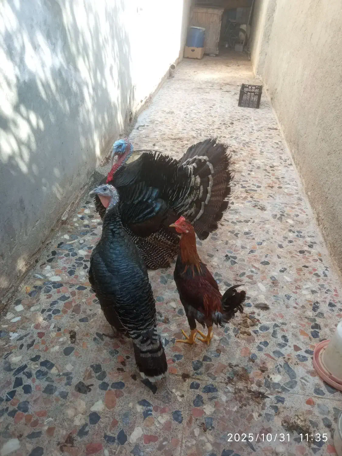 یک جفت بوقلمون اصل|حیوانات مزرعه|بندر گناوه, |دیوار