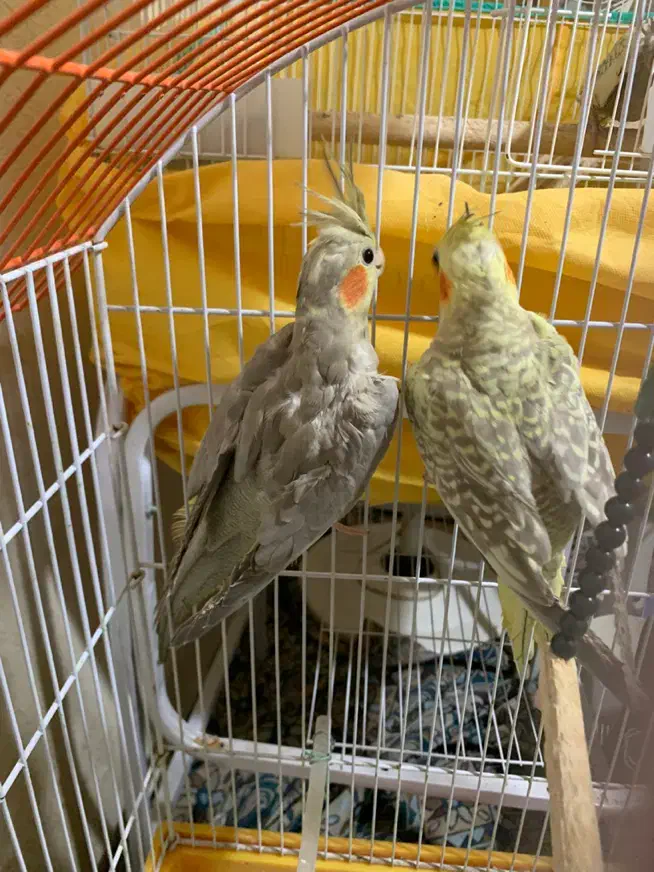 دوعدد طوطی عروس سه ماهه|پرنده|رشت, کوی امام رضا|دیوار