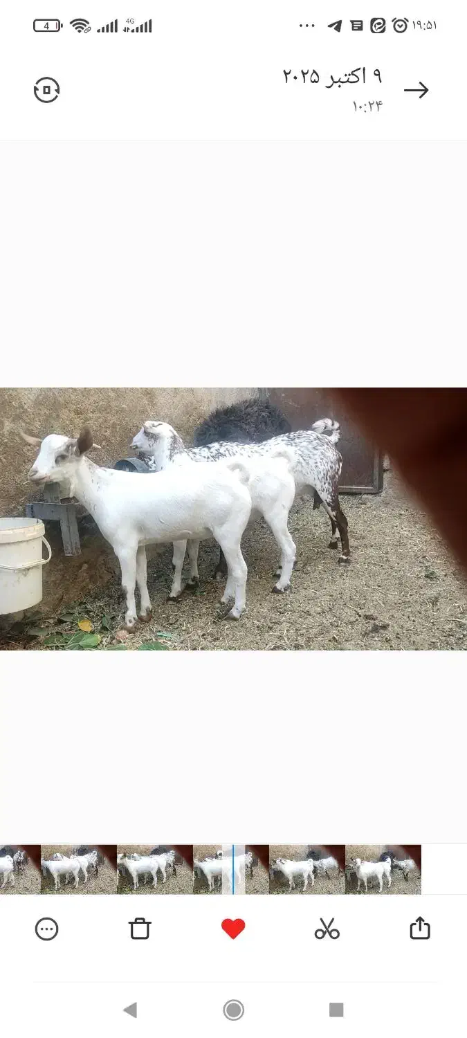 میش جوان مهریز|حیوانات مزرعه|مهریز, |دیوار