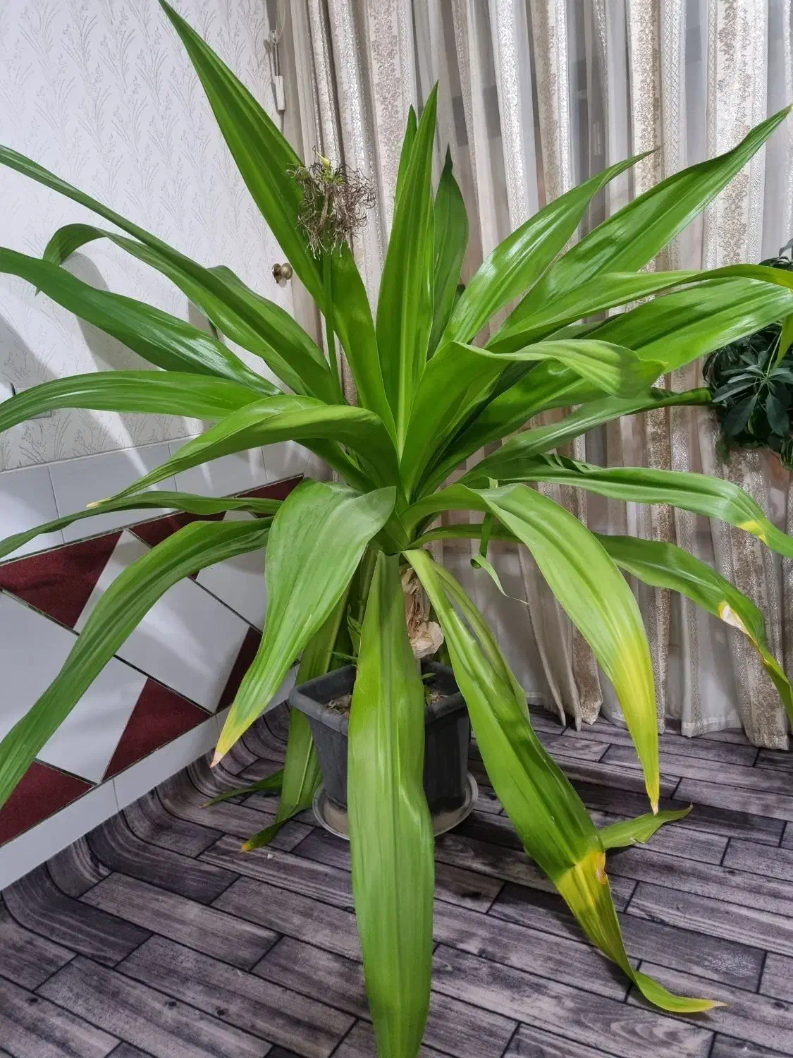 گل اشک ملکه|گل و گیاه طبیعی|قهدریجان, |دیوار