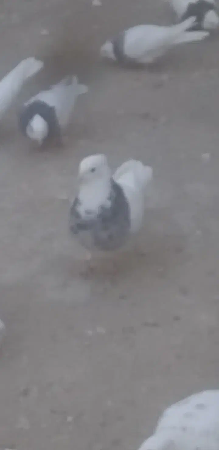 گمشده|پرنده|دلبران, |دیوار