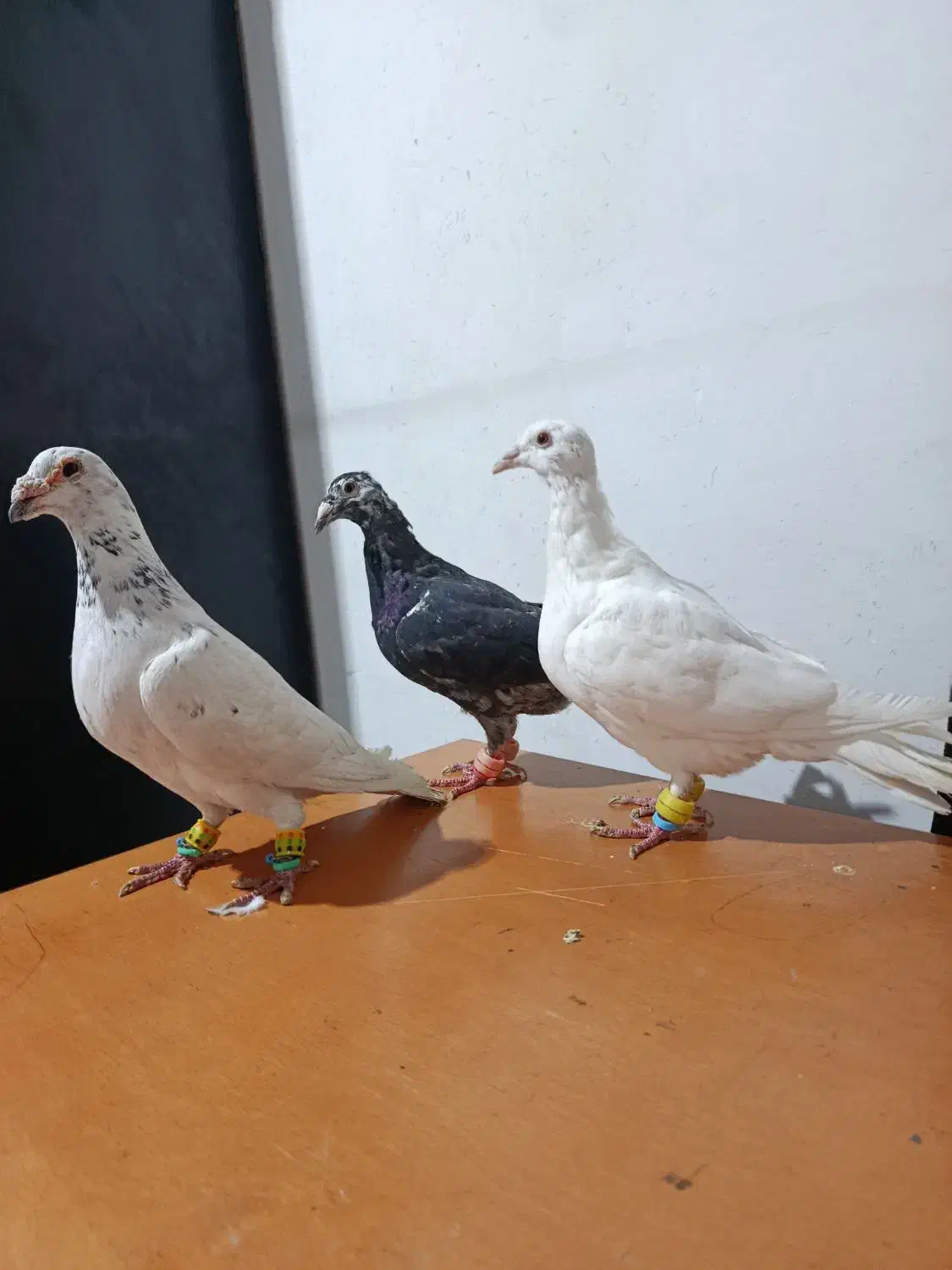 کبوتر صید|پرنده|رودهن, |دیوار