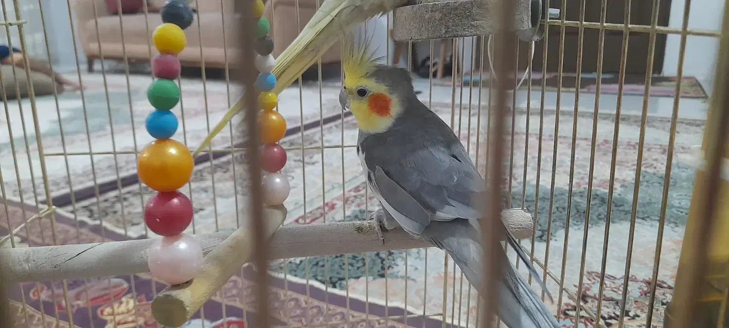 یک جفت عروس هلندی|پرنده|بجنورد, |دیوار