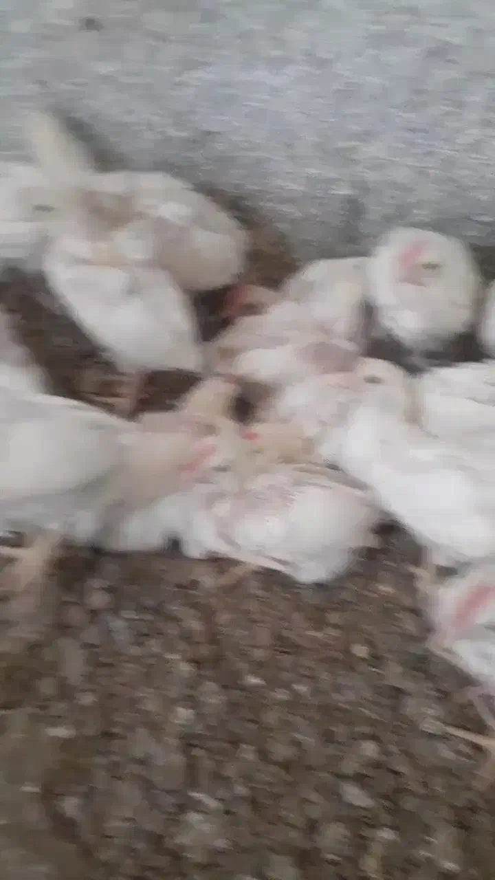 جوجه خروس|حیوانات مزرعه|خان ببین, |دیوار