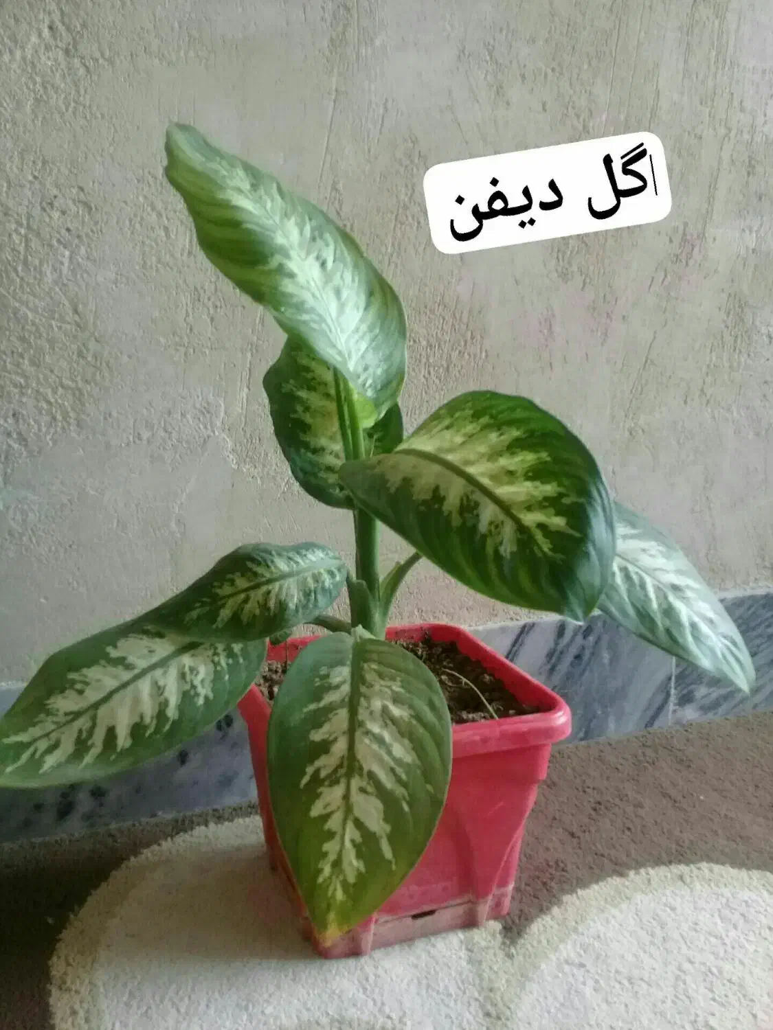 گل زیبا وطبیعی|گل و گیاه طبیعی|سرپل ذهاب, |دیوار