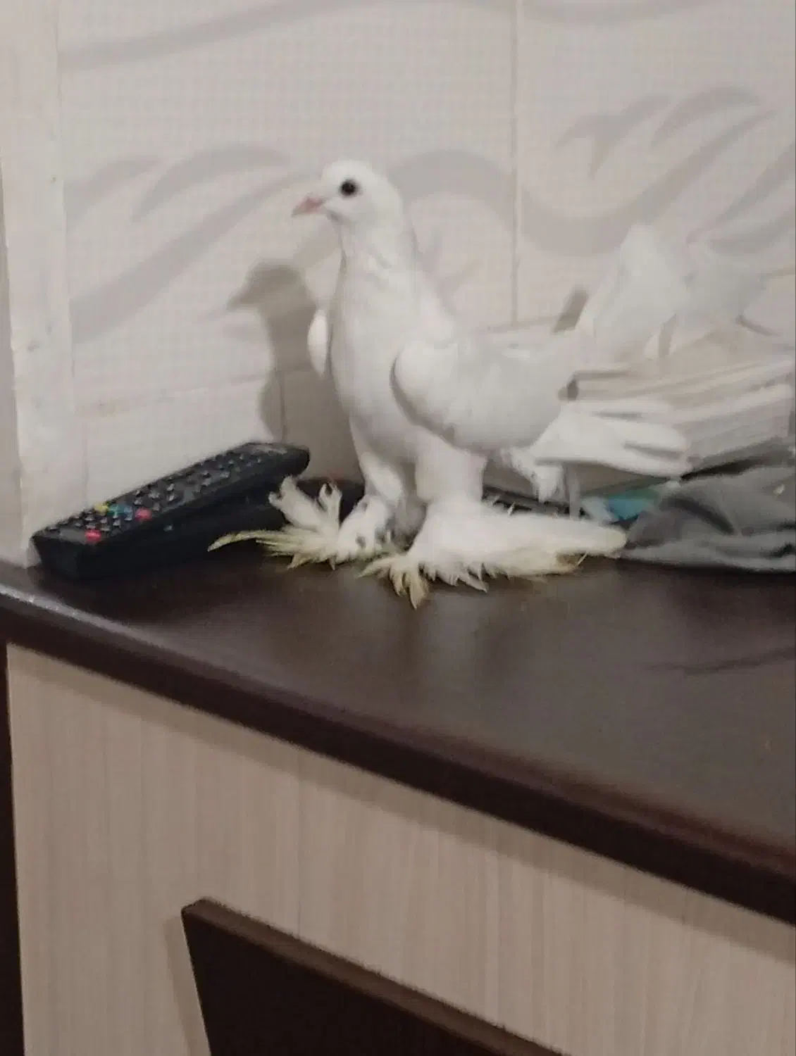 پا پر|پرنده|خسروشاه, |دیوار