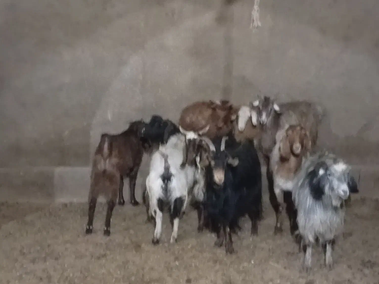 بز و غوریت|حیوانات مزرعه|نیر (یزد), |دیوار