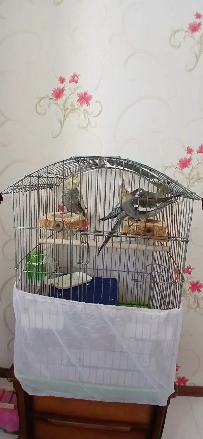 عروس هلندی|پرنده|کرج, مهرویلا جنوبی|دیوار