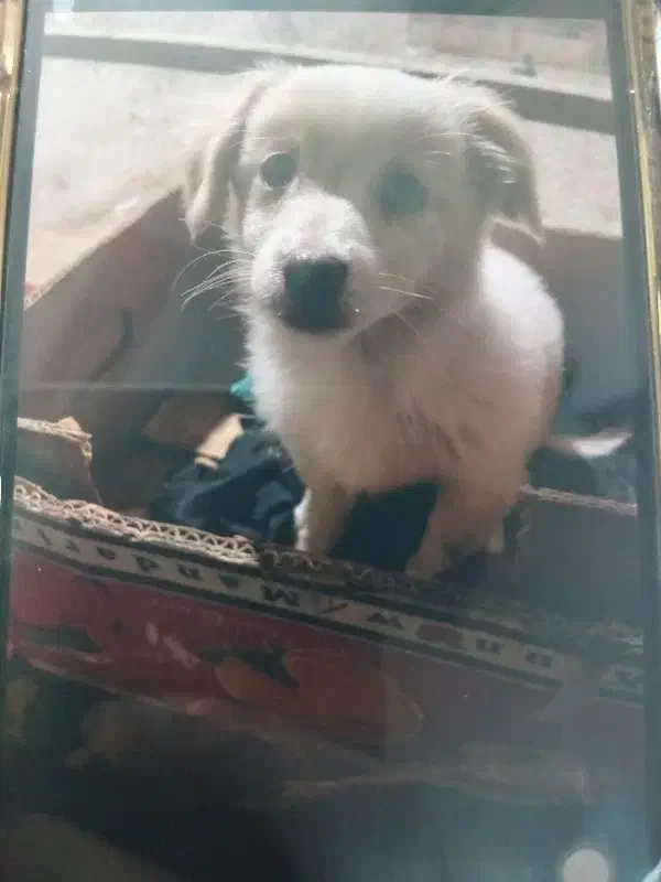 سگ پامر اشپیتز|سگ|بهشهر, |دیوار