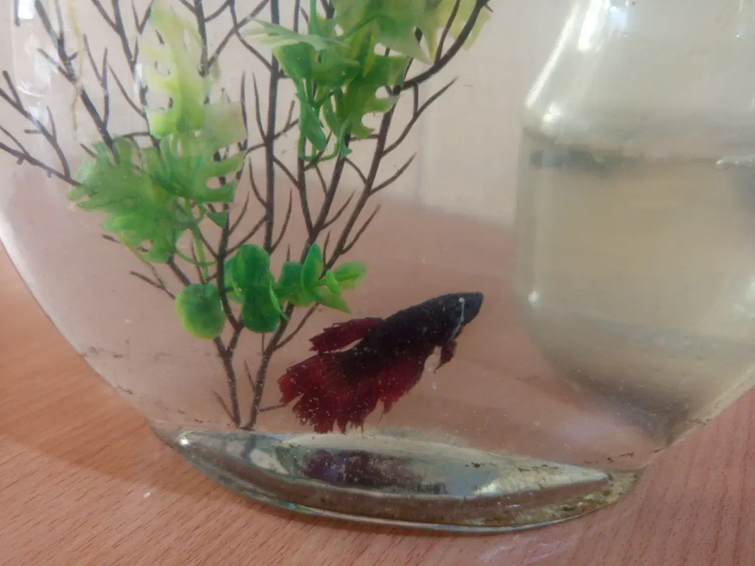 ماهی فایتر هافمون نروماده|ماهی|تهران, افسریه شمالی|دیوار