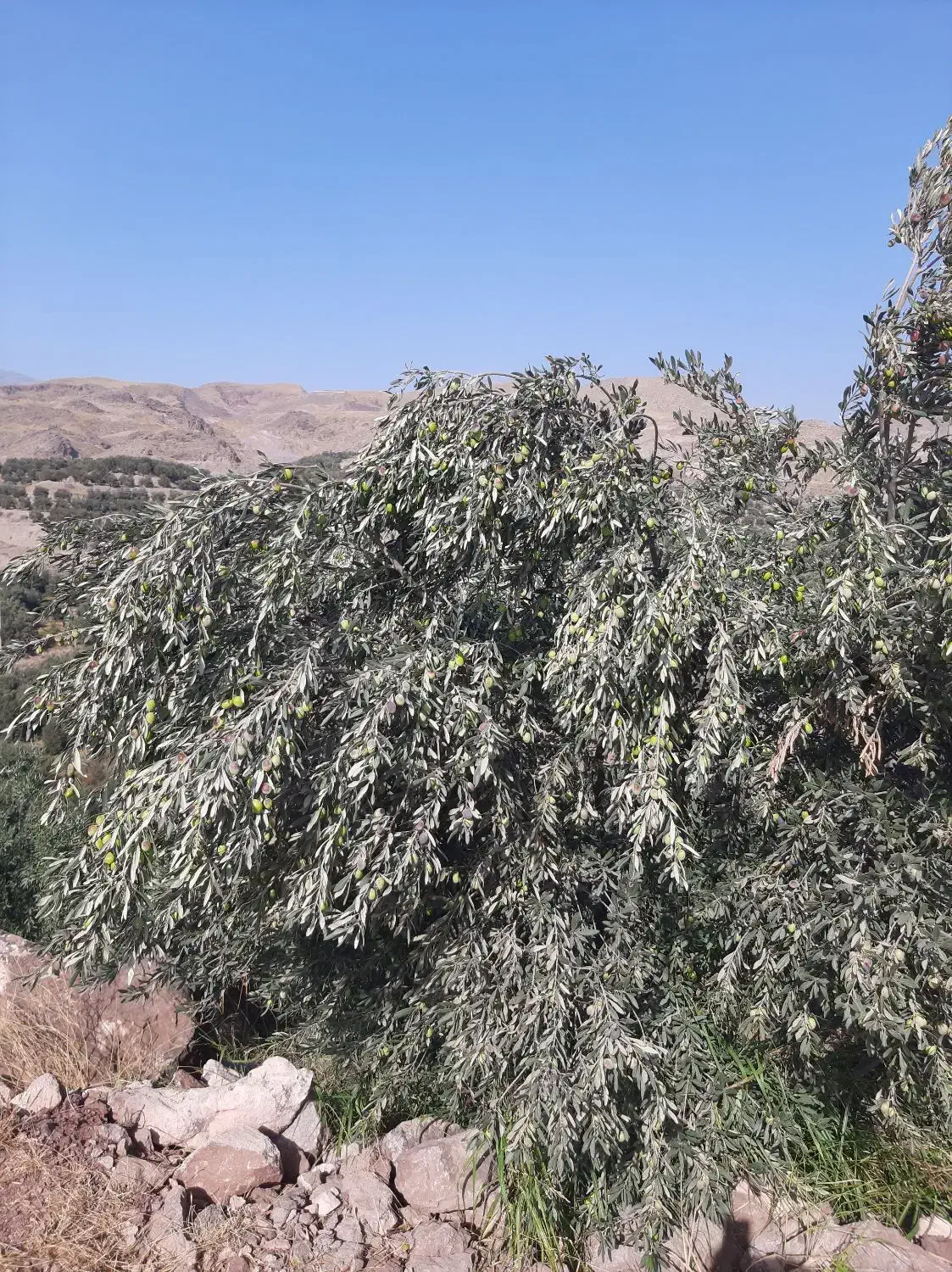 نیازمند کارگر زیتون چین|خدمات باغبانی و درختکاری|منجیل, |دیوار