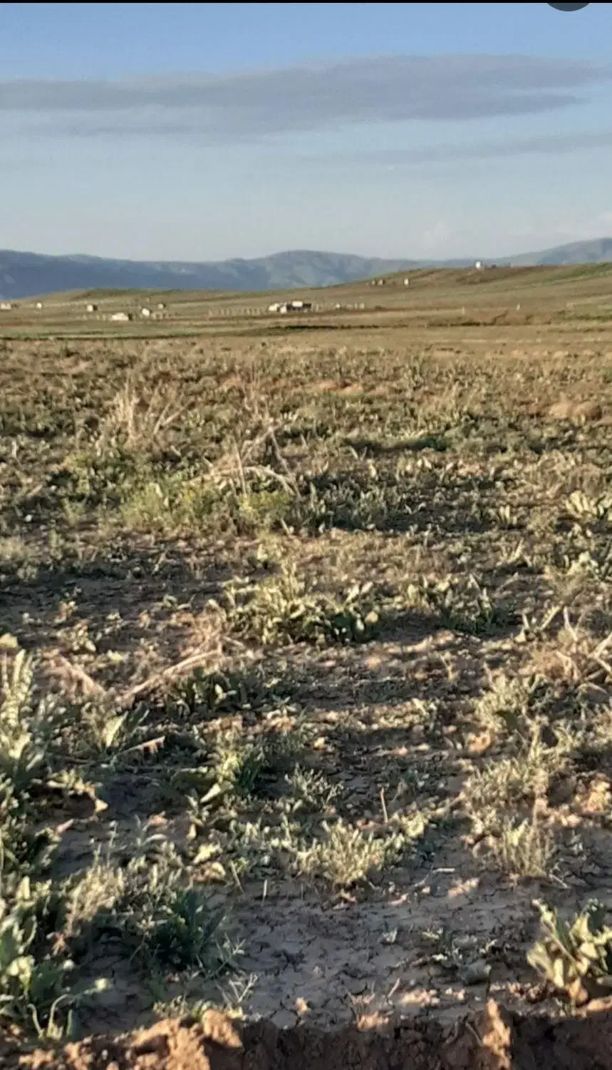 یک هکتار زمین گلخانه ای|فروش دفتر صنعتی، کشاورزی، تجاری|خواجه, |دیوار