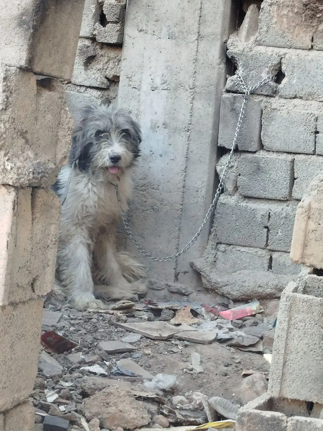 توله لاس ریشی|سگ|اصفهان, ملکشهر|دیوار