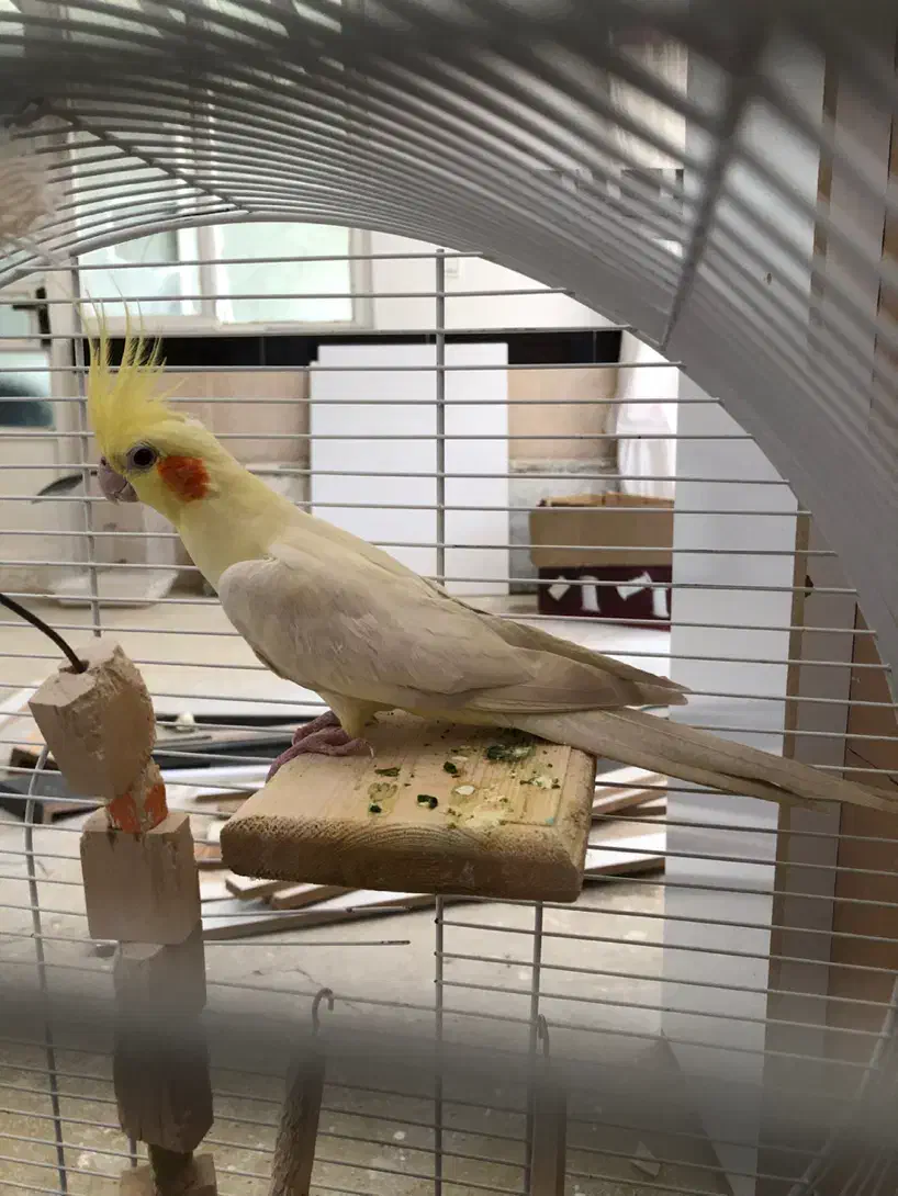 عروس هلندی|پرنده|سنندج, |دیوار