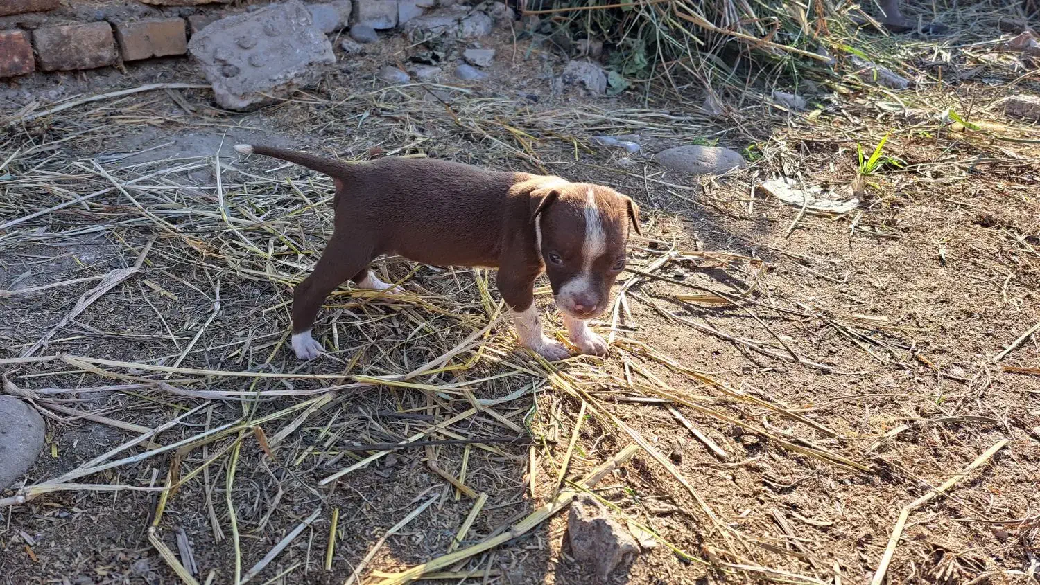 سگ واگذاری|سگ|رامیان, |دیوار