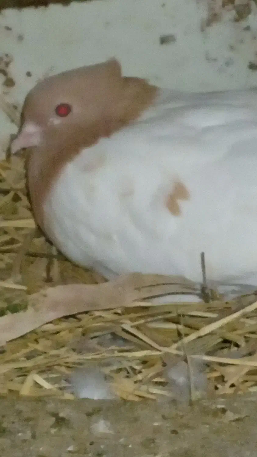 کبوتر کله زر|پرنده|آباده, |دیوار