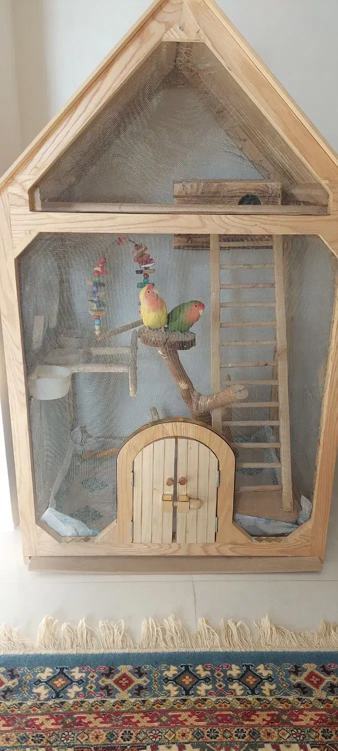 طوطی برزیلی|پرنده|نسیمشهر, |دیوار