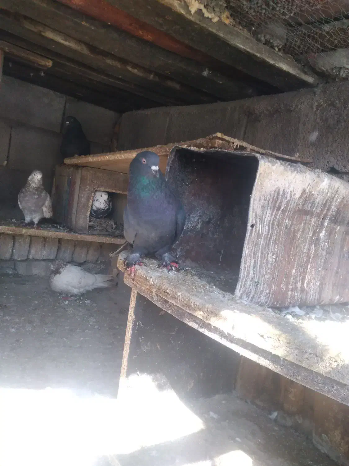 کفتر|پرنده|فارسان, |دیوار