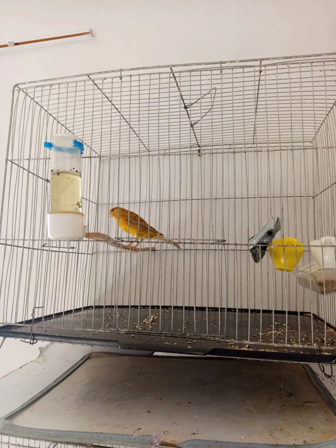 قناری نر و ماده آهویی|پرنده|الیگودرز, |دیوار