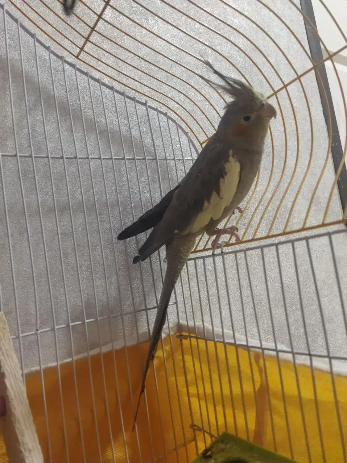 عروس هلندی نر سر حال|پرنده|فولادشهر, C8|دیوار