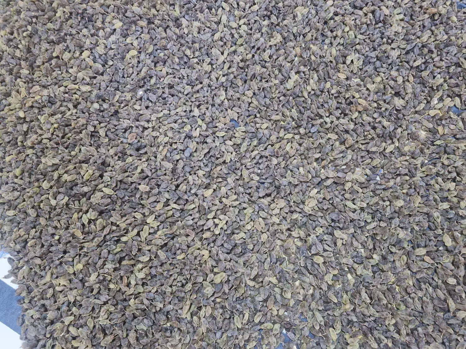 فروش کشمش|خوردنی و آشامیدنی|تهران, شهرک پرواز|دیوار