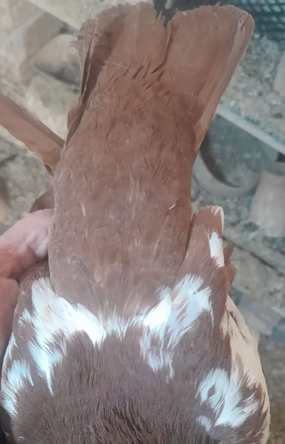 کبوتر|حراج|تبریز, |دیوار