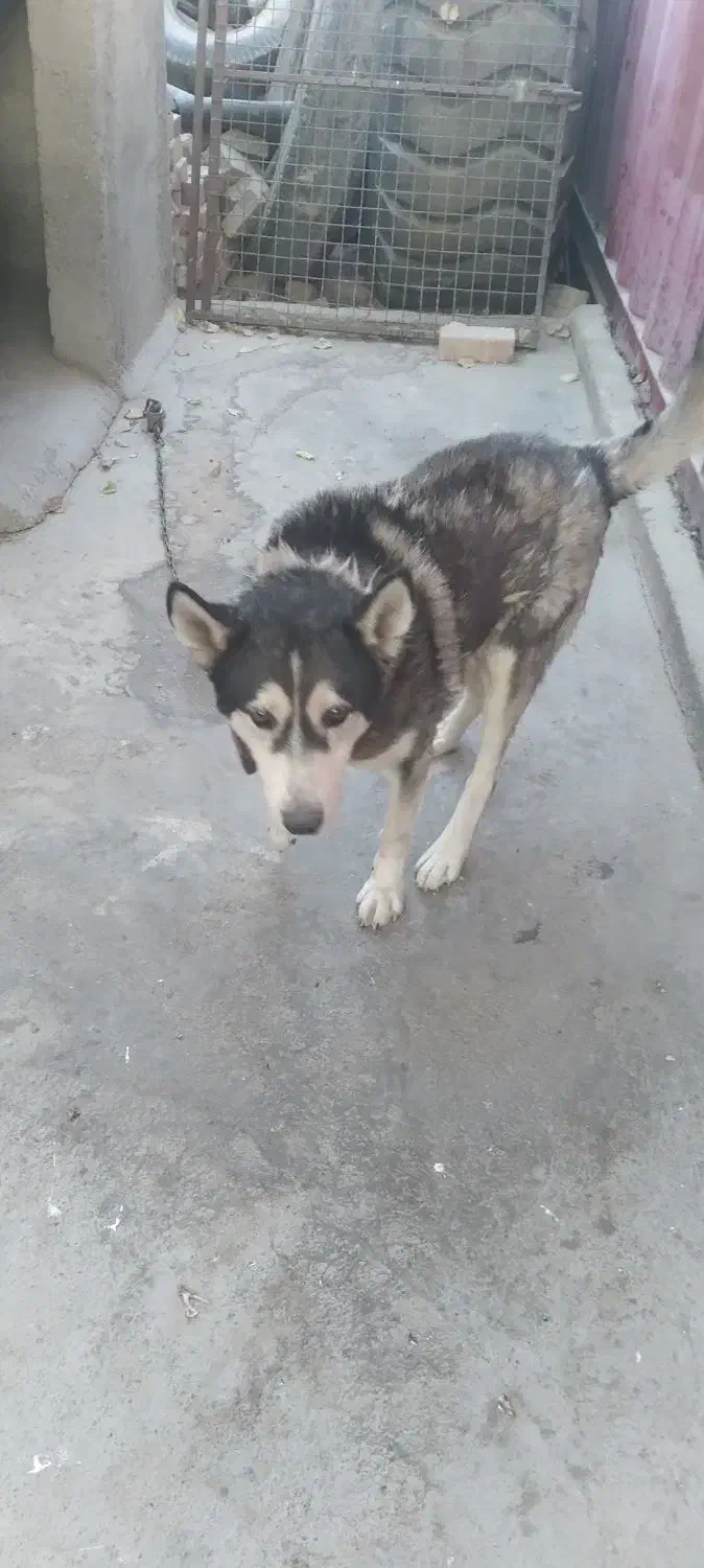 واگذاری سگ هاسکی نر|سگ|اسلامشهر, بهرام آباد|دیوار