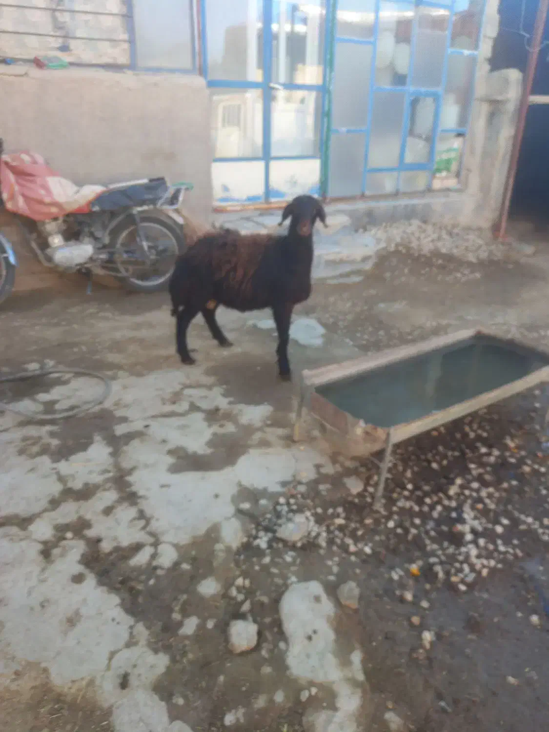 بره قوچ افشاری|حیوانات مزرعه|شیرین‌سو, |دیوار